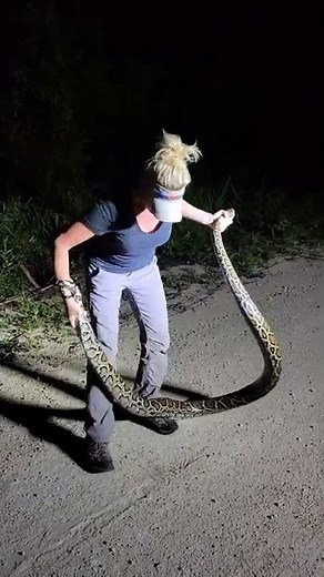 Gorgeous Uncooperative Python!