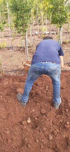 Dritan Ornesta Dunga su TikTok