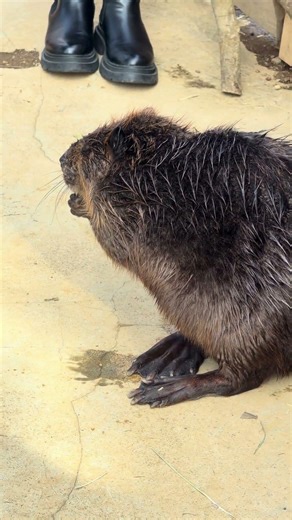 もっとちょうだいするビバ #ビバ活 #americanbeaver #cute #zoo #beaver #animals #アメリカビーバー #cuteanimals #ビーバー #可愛い動物