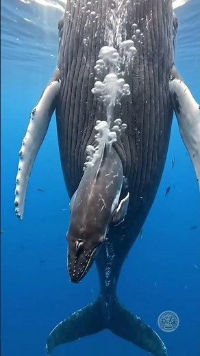 Whale Gives Birth Underwater! 🐋#NatureMiracles #Whales #UnderwaterWorld