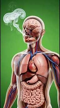 What Happens If You Smoking Cigar Every Day? Health! MUST SEE Does To Your Brain