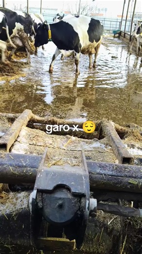 Working on a Romanian Cow Farm: A Day in the Life