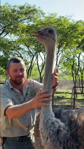 How amazing is this flightless bird - she has no feathers on her neck! 👀👍🏻
