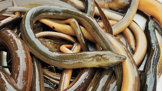 Multiple agencies urging Floridians to report invasive Asian swamp eel species