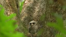 The spot-bellied eagle-owl chick in its nest , also known as the...