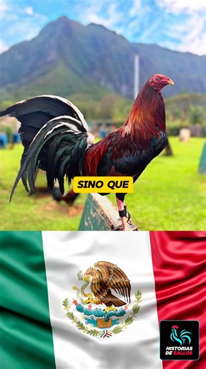 México: la nueva potencia en gallos de alta genética En el mundo de los gallos de alto nivel, México ha logrado un reconocimiento enorme gracias a la calidad y el temple de sus ejemplares. Hoy en día, los gallos mexicanos se consideran entre los más valiosos y respetados, al punto de que muchos expertos afirman que México está igual o incluso mejor que Estados Unidos en sus mejores tiempos. Esto no sucedió por casualidad, sino por un trabajo constante, dedicado y estratégico por parte de los cri