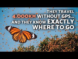 This is the Impressive MIGRATION of the MONARCH BUTTERFLY 🦋 They Cross America Every Year!