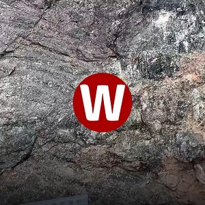 Scientists have found what they think is the world's oldest fossil forest in a cliff, dating back around 390 million years 😮 | WalesOnline