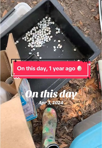 Discovering Dried Geckos Eggs from a Year Ago