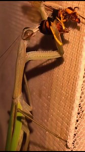 long version #insects #foryou #wasp #mantis | Insects wars
