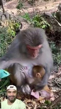 Crazy Monkey Moments That will Make you Laugh | Funny Shorts #funny