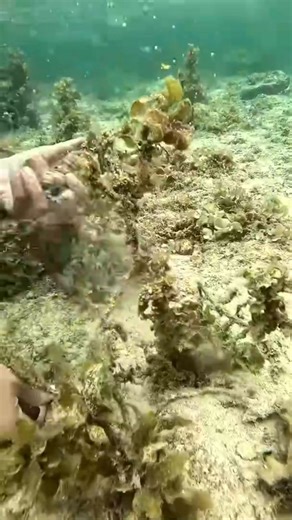 Catching sea shells_234 | Amelia Rose | Facebook