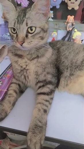 i will turn my cat into a secret cry baby poof🍀🍙 #kitty