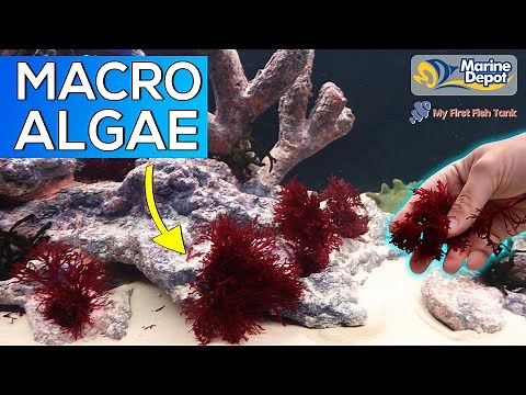 Seahorse Macro Algae Tank, Part 3 | with Matthew of MyFirstFishTank.com