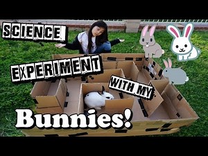Bunny Maze Science Project!