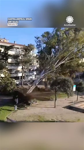 AccuWeather on Instagram: "A terrifying close call 🌬️🌳 Gale-force winds uprooted a massive tree in Spain, narrowly missing a man and his dog as they walked by."