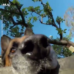 Koby the German Shepherd got his mouth on his owner's GoPro, and he definitely doesn't want to give it back 😂😂 | UNILAD