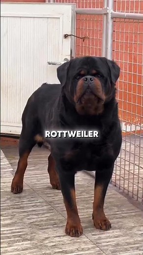 Top 3 Most Reliable Guard Dog Breeds for Family Protection 💪🐶