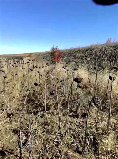 My Setter with the point. Missed them all! #uplandhunting #birddog #quailhunting #birdogtraing
