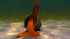 Hermit Crab vs. Horse Conch