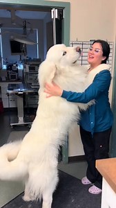 Razas grandes: #Grande #Raza #Perrl #Dog | Dog y Cat