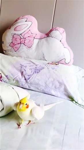 Jerry never stops, like a little alarm clock! ✨🦜🎶❤️ #cockatielscraze