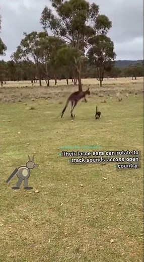 What the Eastern Grey Kangaroo Hears Before the Spotted-tail Quoll Moves
