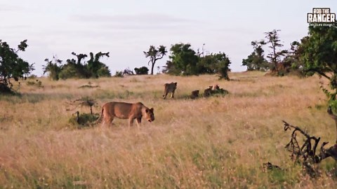 Lion Pride Eats Zebra Scraps A Glimpse Into Survival
