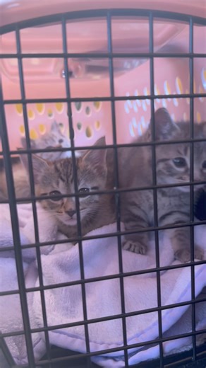 59K views · 2.4K reactions | Great vet appointment today for Monkey, Walrus, and Flamingo! Kitty Kat Haven & Rescue | Phoebe the CH Kitty | Facebook