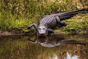 Alligators of the Mississippi: Hidden Dangers Beneath the Surface