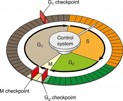 Origins of Cell Compartmentalization | AP Biology | Biology Dictionary