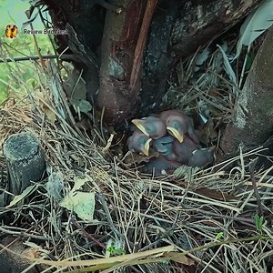 Myna Bird Nest Cleaning in Action | Review Bird Nest