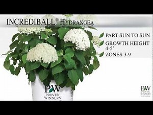 Proven Winners ® Bobo ® & Incrediball ® Hydrangea
