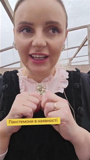 Панстемон по 95 грн 🌺 #квітидлясаду #квіти #садівництво #теплиця #рослини