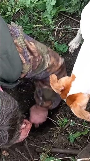 Ferret Kills Rabbit, Dig Out #shorts #ferreting #ferret