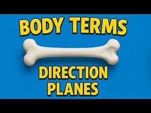 Body Planes, Directions, and Terms MADE EASY for Highschoolers!