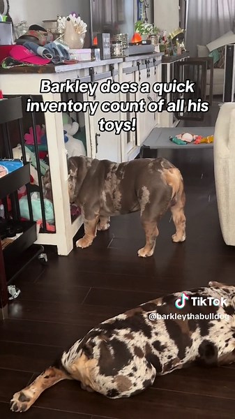 Barkley's Toy Inventory Check | English Bulldog