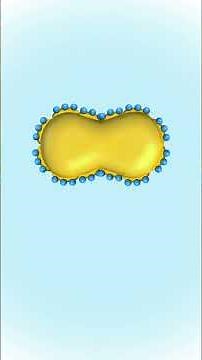 Fat emulsification in the intestine #digestion #emulsifier #pharmacology #pharmacy #biochemistry