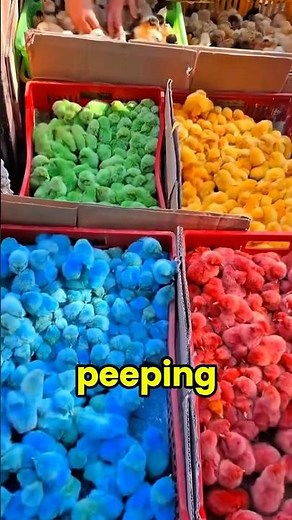 Why Peeps Took Over Easter