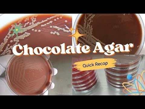 Chocolate Agar Overview: Principles, Preparation, Uses & Limitations | Medical Microbiology