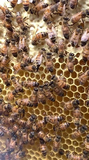 Busy Worker Bees 🐝 | Life Inside the Hive