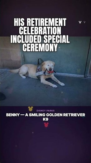 Hang Up the Harness: Disneyland Security Dog Benny Retires After Six Years on Duty
