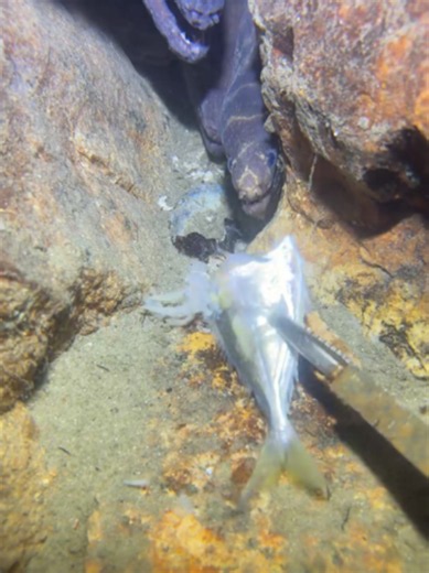 #eel #fishing #diving #lobster #crab #deepsea #eels #nature #catchthesea #beach #asmr #sea