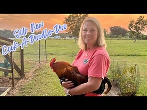 How to Introduce a New Rooster to an Existing Chicken Flock!