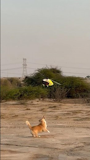 The dog chasing the helicopter XL Power 550 !! الكلب يطارد الهليكوبتر