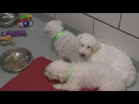 2 the Rescue: Rescued Bichons need homes