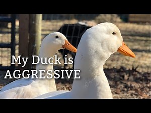 How to deal with an AGGRESSIVE DUCK