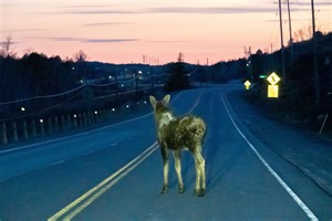 NL drivers given more tools to help prevent moose collisions
