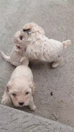 Adorables poodle: Videos de perritos bebés para alegrar tu día