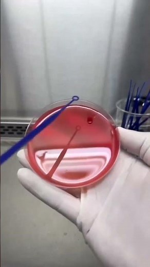 Cultivo de Bacterias